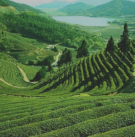 tea