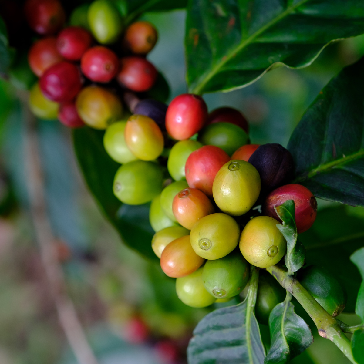 single origin