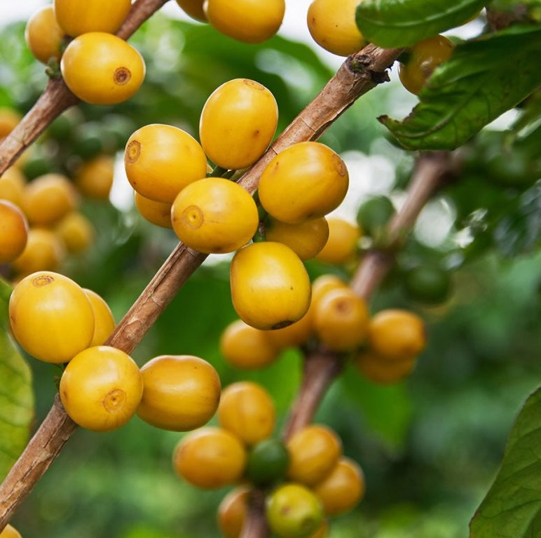 「ブラジル」・Mantiqueira de Minas, Yellow Bourbon, Peaberry