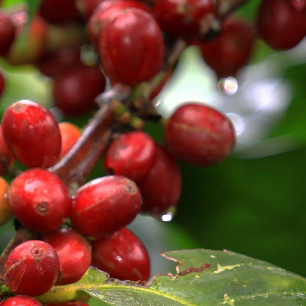 「インドネシア」・ Sumatra,  Aceh,  Gajah Estate